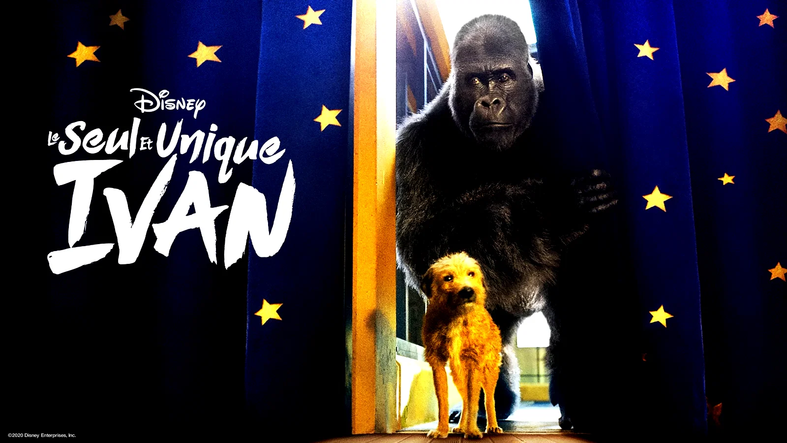Photo 1 du film : Le Seul et unique Ivan