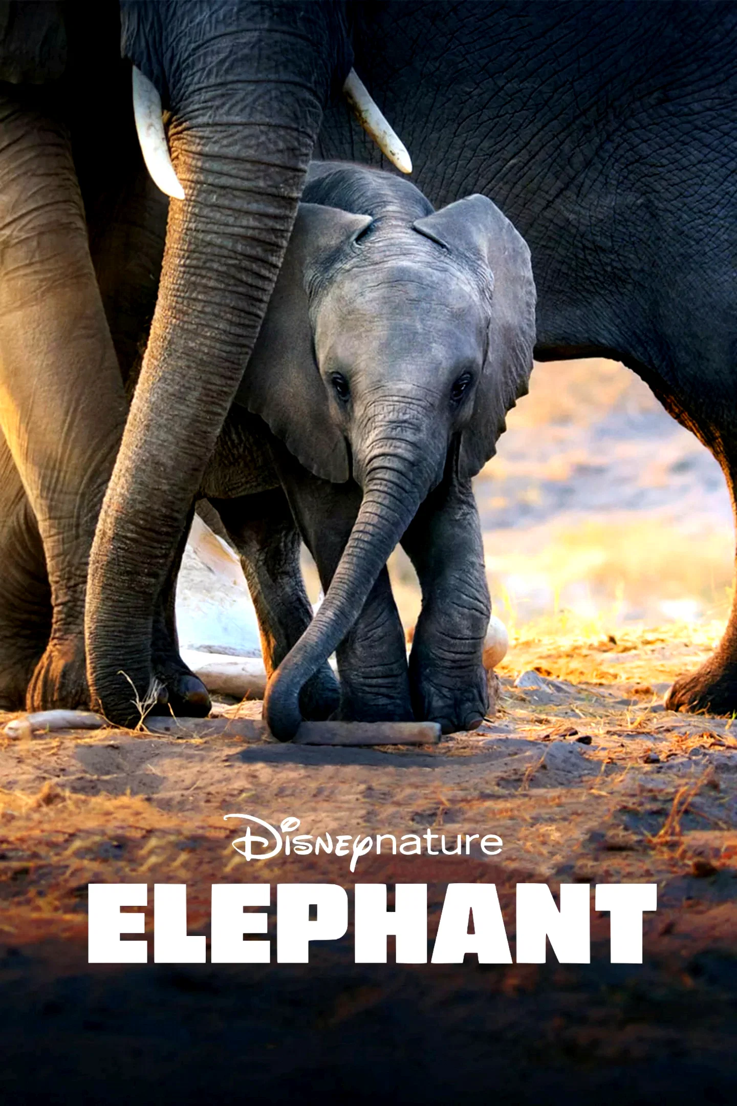 Affiche du film : Elephants