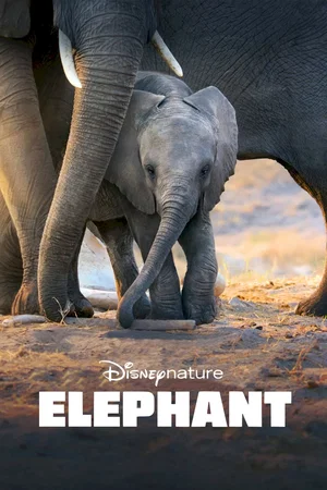 Affiche du film : Elephants