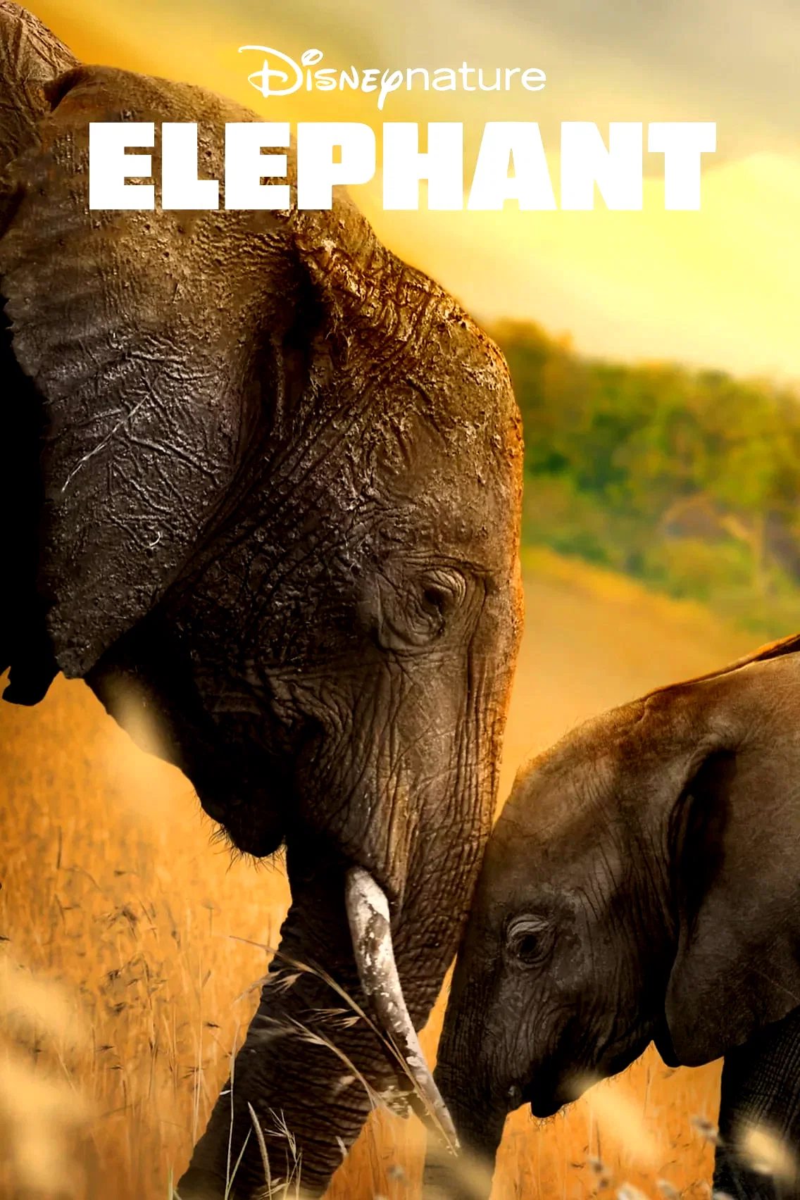 Photo 2 du film : Elephants