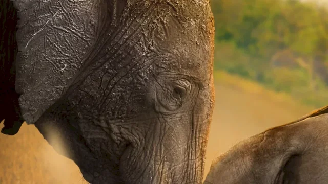 Affiche du film : Elephants