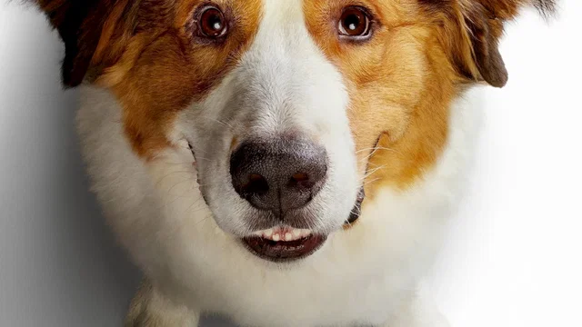 Affiche du film : Mes autres vies de chien