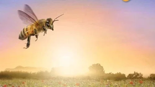 Affiche du film : Être avec les Abeilles