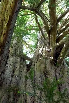 Affiche du film = La Puissance de l’arbre avec Ernst Zürcher