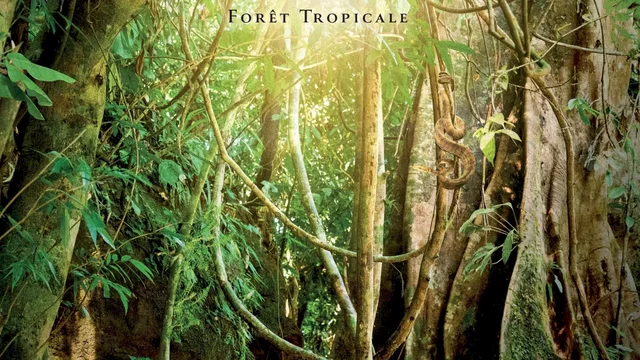 Affiche du film : Bruno Manser - La Voix de la forêt tropicale