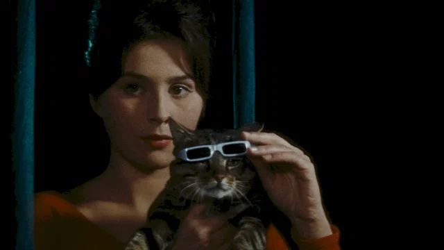 Photo du film : Un jour un chat