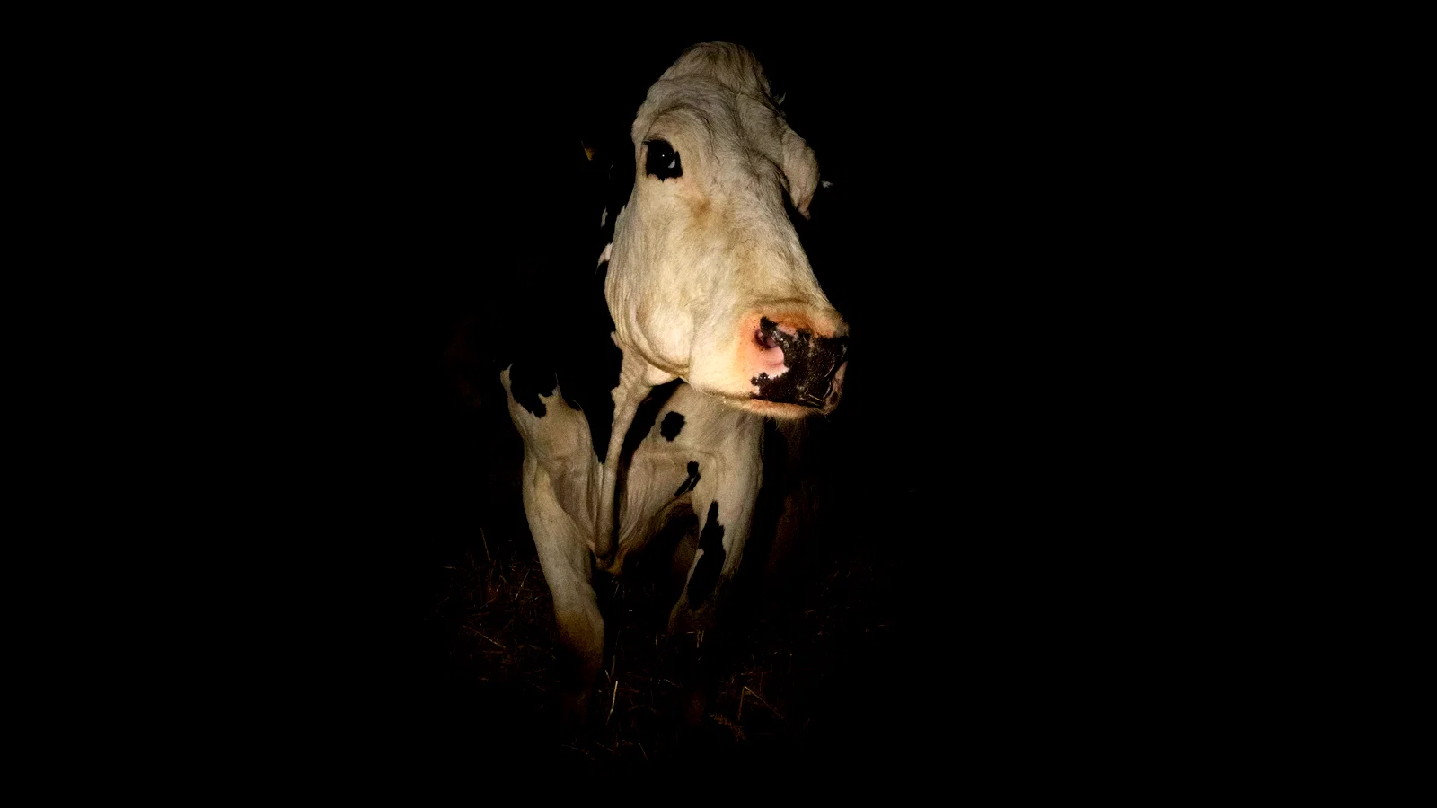 Photo 3 du film : Cow