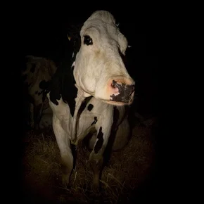 Photo du film : Cow