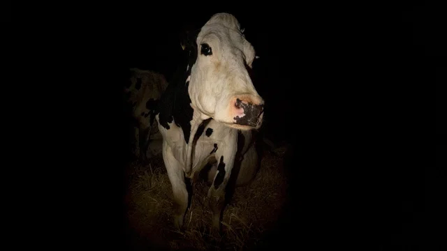 Photo 3 du film : Cow