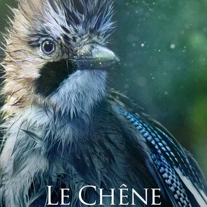 Miniature photo du film : Le chêne