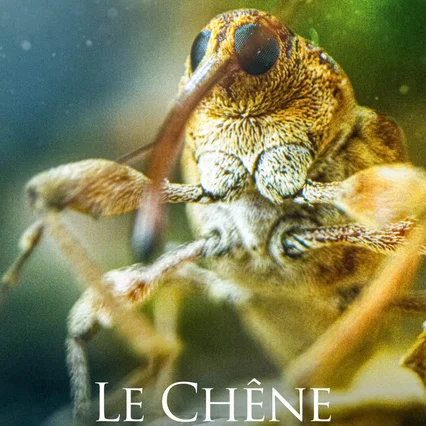 Miniature photo du film : Le chêne