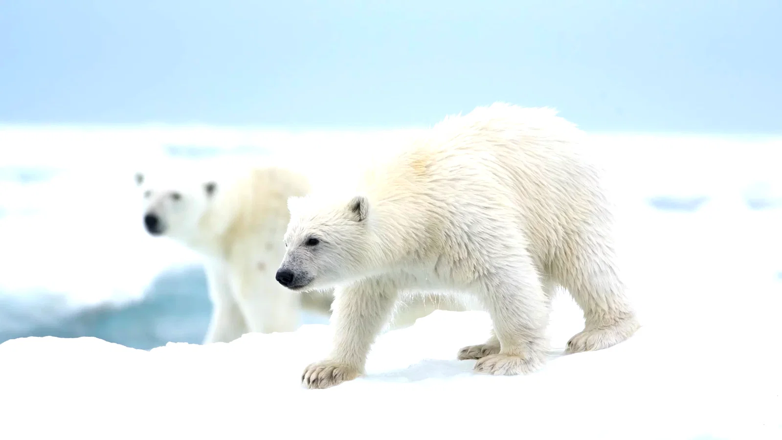 Photo 4 du film : Ours Polaire