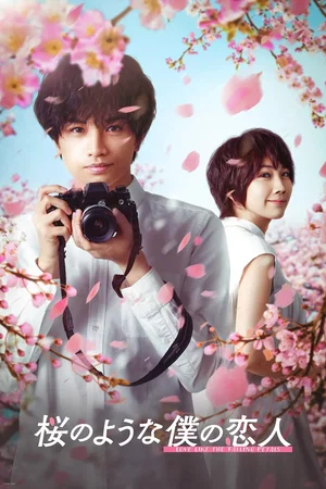 Photo 4 du film : Love Like the Falling Petals