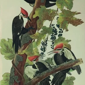 Photo du film : Birds of America