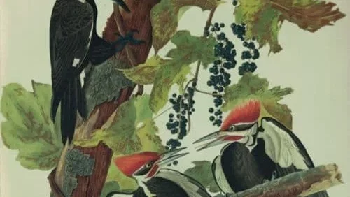 Affiche du film : Birds of America