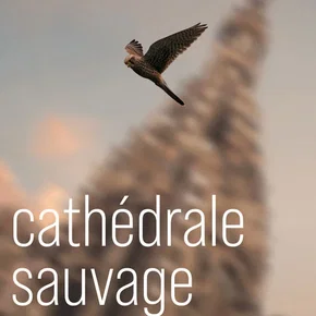 Photo du film : Cathédrale Sauvage
