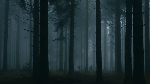 Photo du film : Le Cœur Noir des Forêts