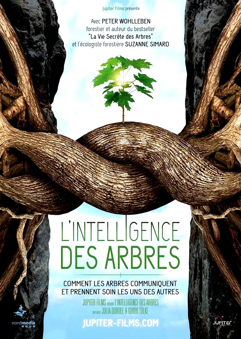 Affiche du film : L'Intelligence des arbres