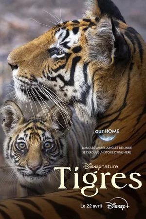 Affiche du film : Tigres