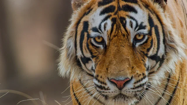 Affiche du film : Tigres