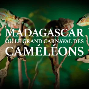 Photo du film : Madagascar ou le grand carnaval des caméléons