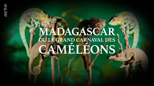 Photo 1 du film : Madagascar ou le grand carnaval des caméléons