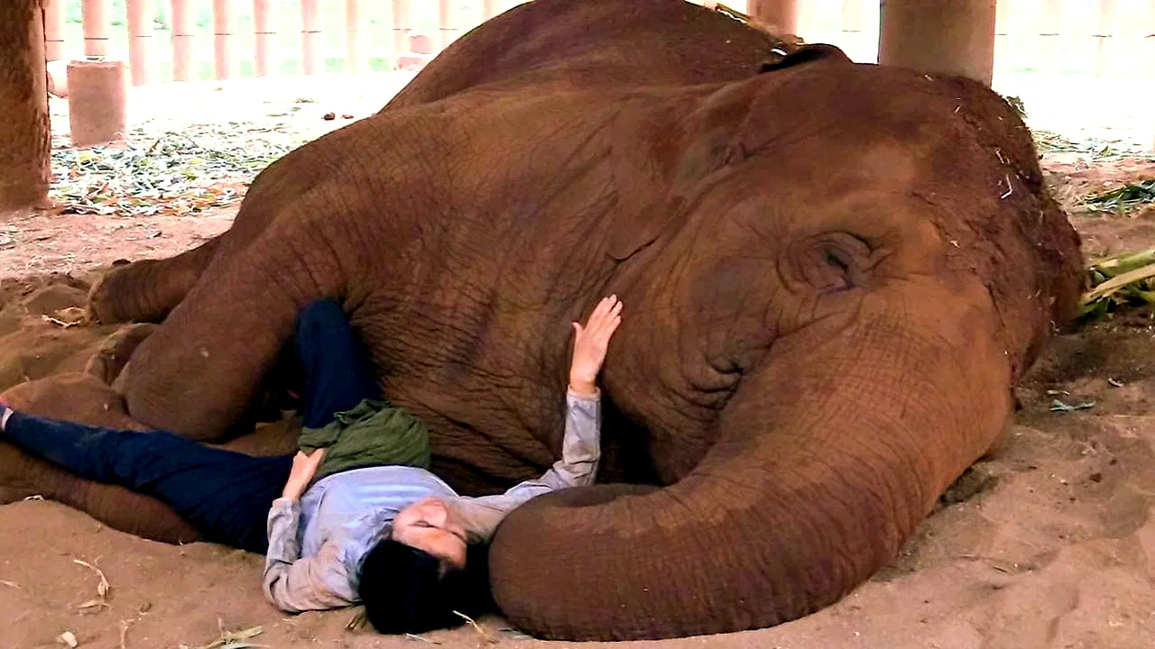 Photo 2 du film : La femme qui murmurait à l'oreille des éléphants