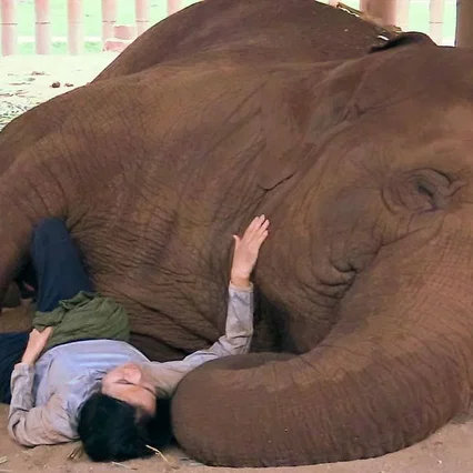Miniature photo du film : La femme qui murmurait à l'oreille des éléphants