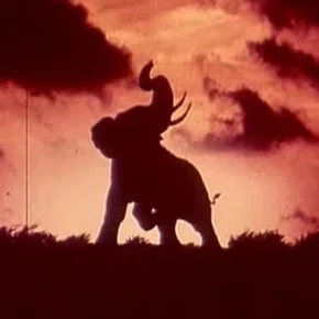 Photo du film : Tusk