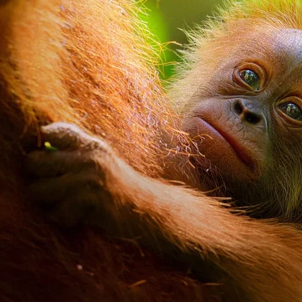 Miniature photo du film : La Vie secrète des orangs-outans