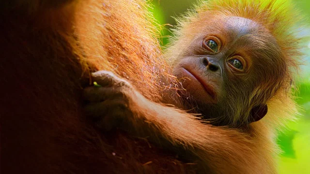 Photo 1 du film : La Vie secrète des orangs-outans