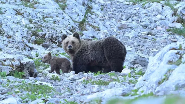 Photo 2 du film : Gefährlich Nah - Wenn Bären Töten