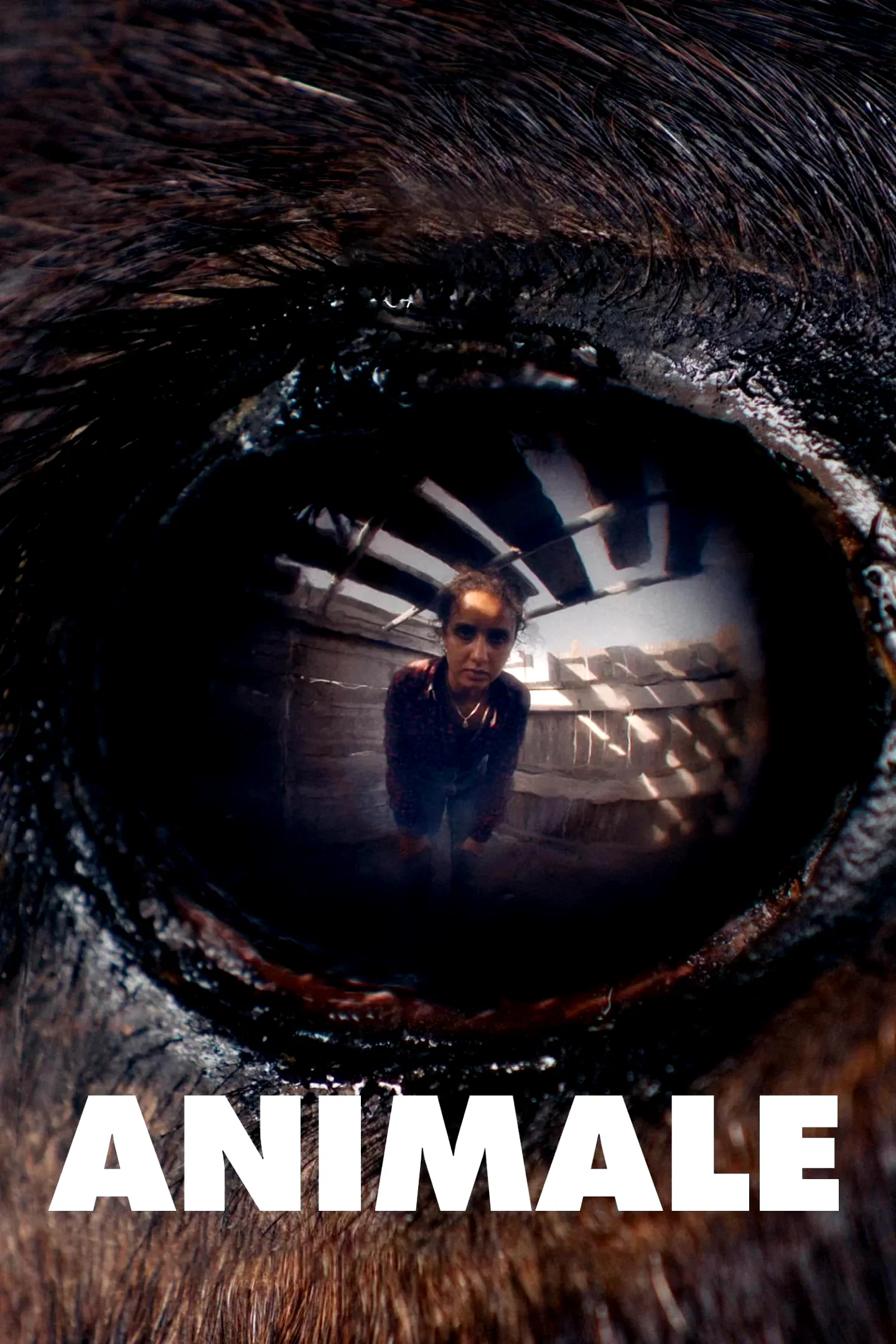 Photo 1 du film : Animale