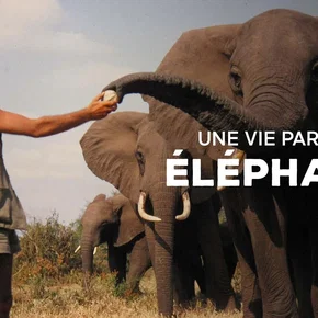 Photo du film : Une vie parmi les éléphants