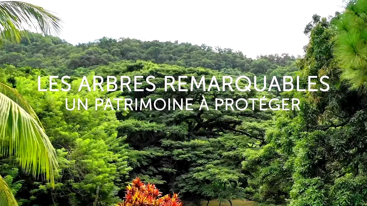 Photo du film : Les arbres remarquables, un patrimoine à protéger