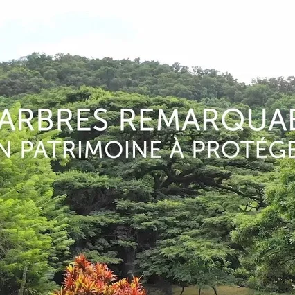 Miniature photo du film : Les arbres remarquables, un patrimoine à protéger