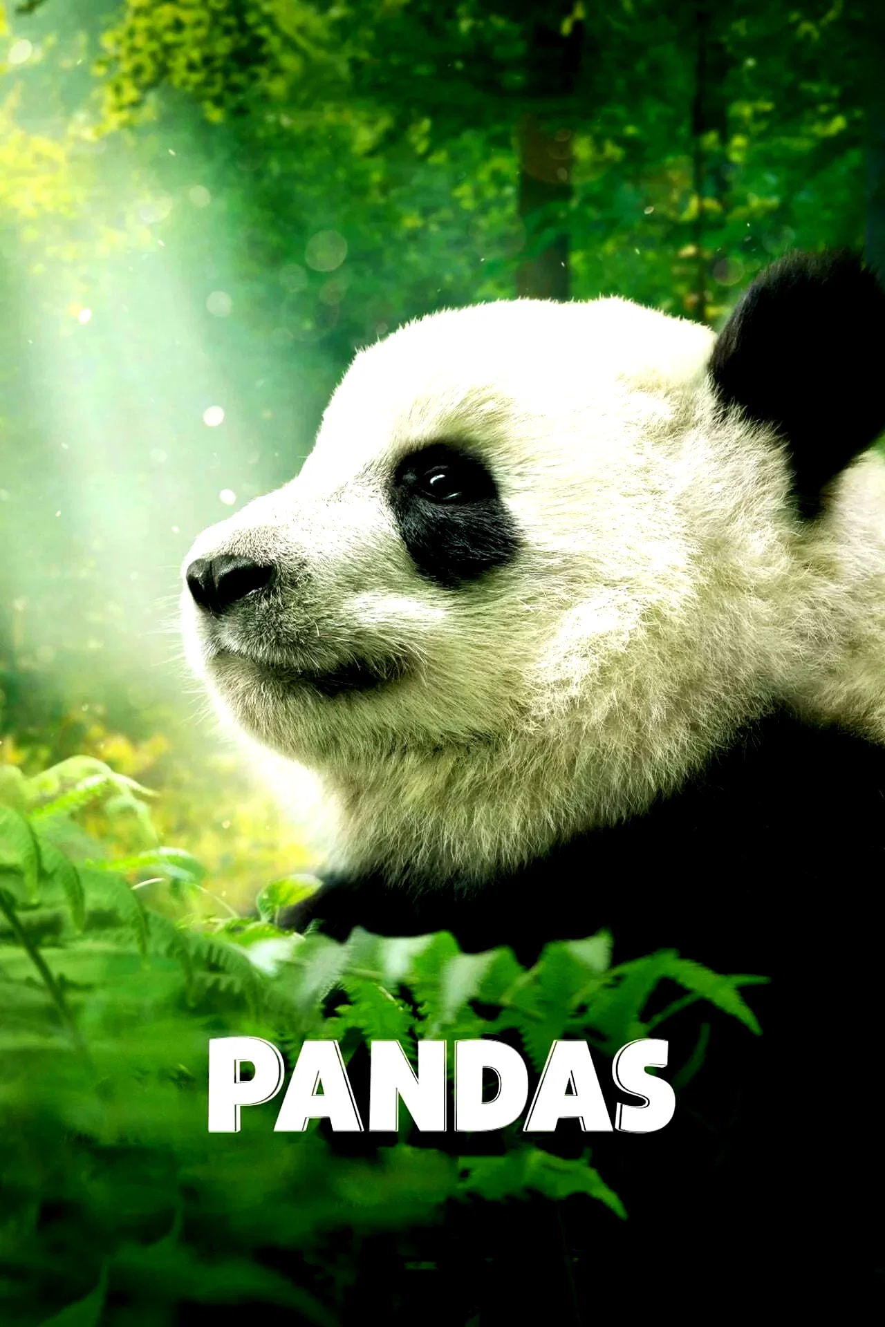 Affiche du film : Pandas