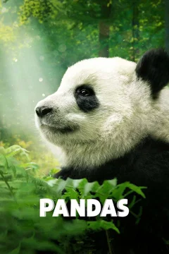 Affiche du film = Pandas
