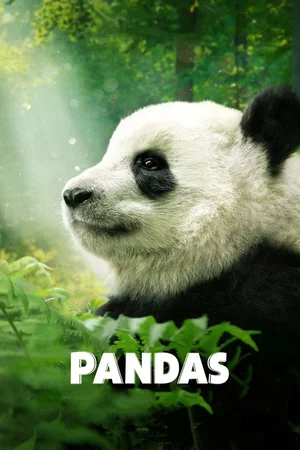 Affiche du film : Pandas