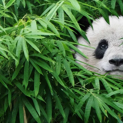 Miniature photo du film : Pandas