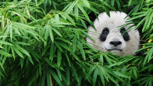 Photo du film : Pandas