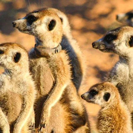 Miniature photo du film : Le clan des suricates - l'aventure commence
