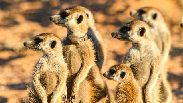 Photo 2 du film : Le clan des suricates - l'aventure commence
