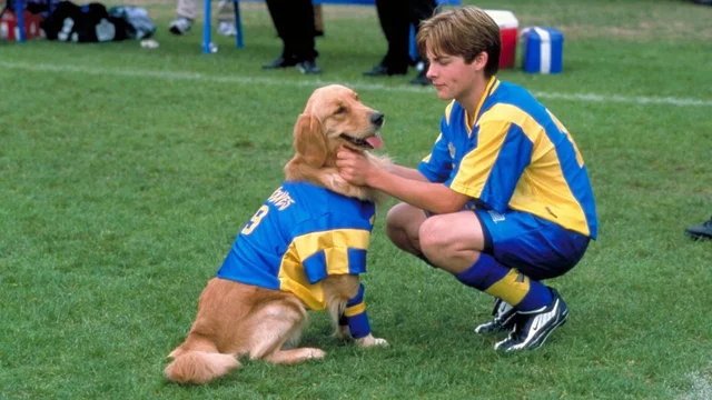 Photo du film : Air Bud 3 - le chien etoile