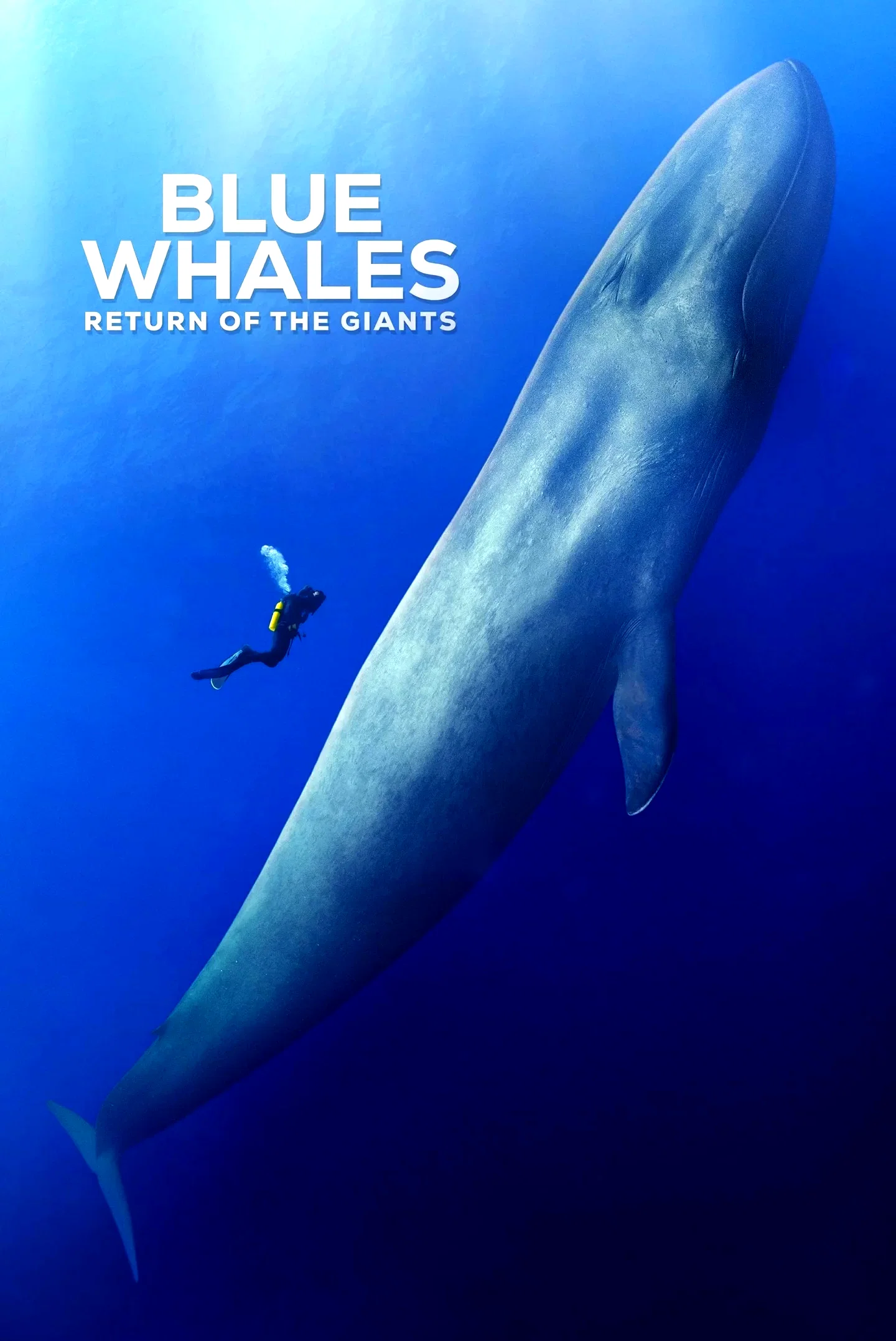 Affiche du film : Les baleines bleues : le retour des géants