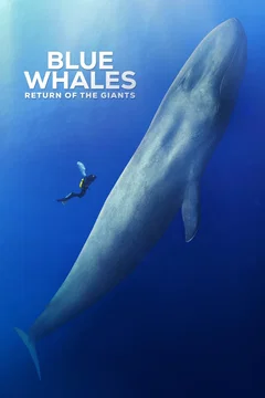 Affiche du film Les baleines bleues : le retour des géants