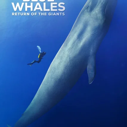 Miniature photo du film : Les baleines bleues : le retour des géants