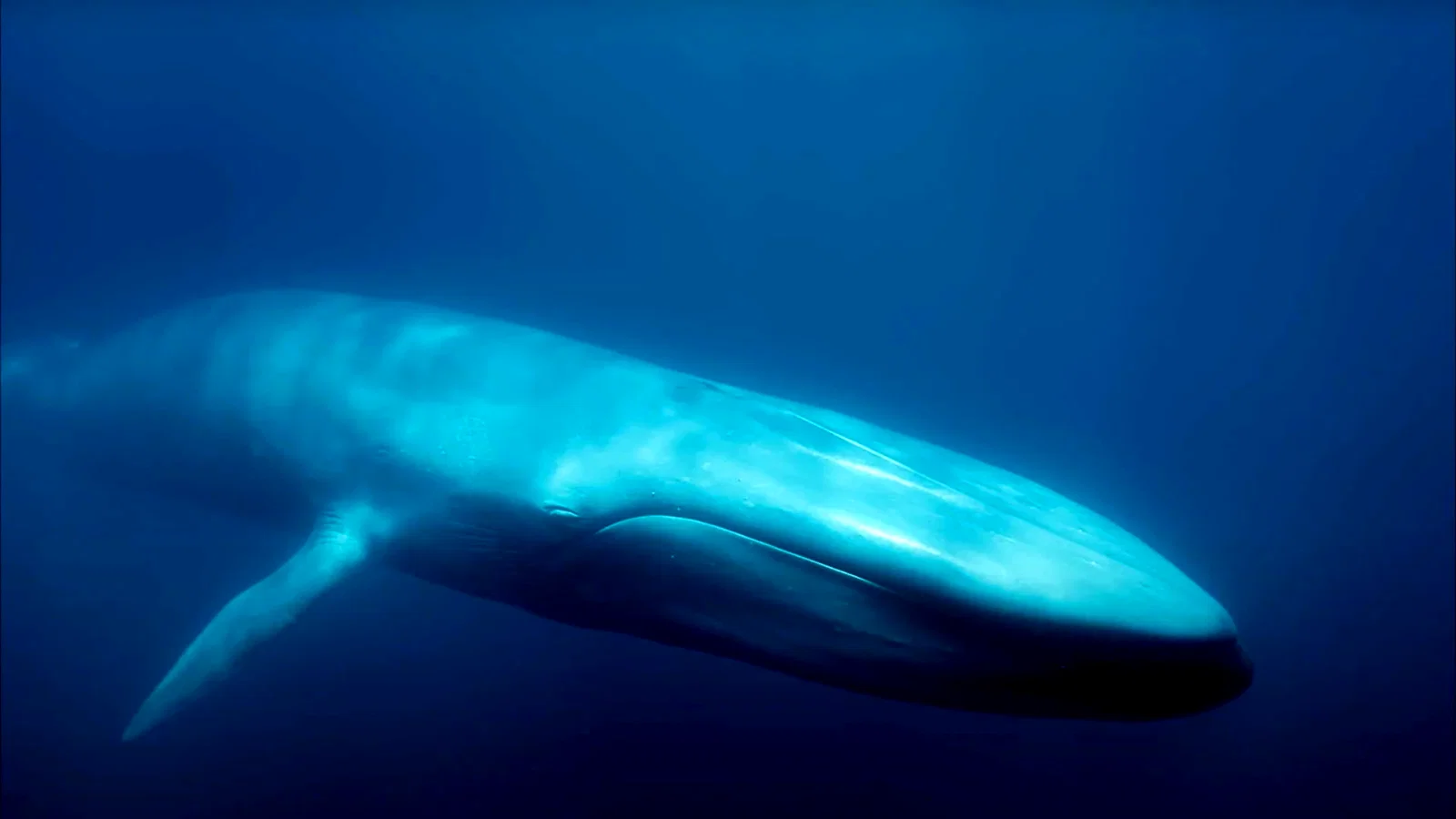 Photo du film : Les baleines bleues : le retour des géants