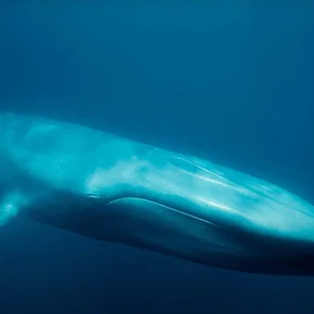 Photo du film : Les baleines bleues : le retour des géants