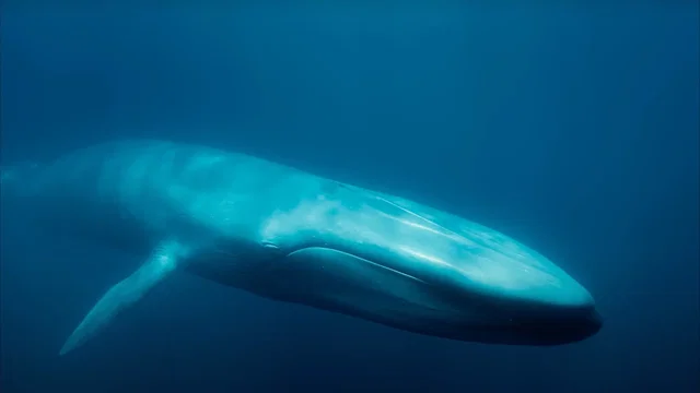 Photo 2 du film : Les baleines bleues : le retour des géants